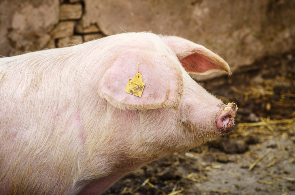 pig-domestic-animal-at-the-farm.jpg